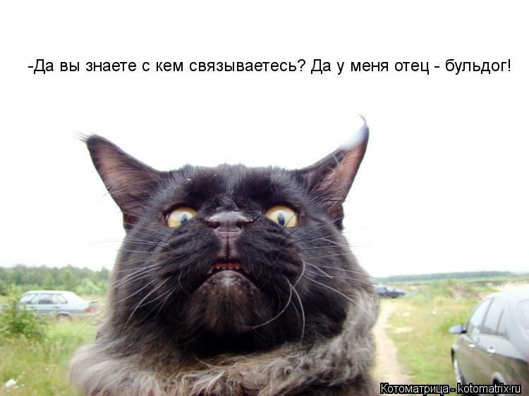 -Да вы знаете с кем связываетесь? Да у меня отец - бульдог!... Котоматрица: -Да вы знаете с кем связываетесь? Да у меня отец - бульдог!