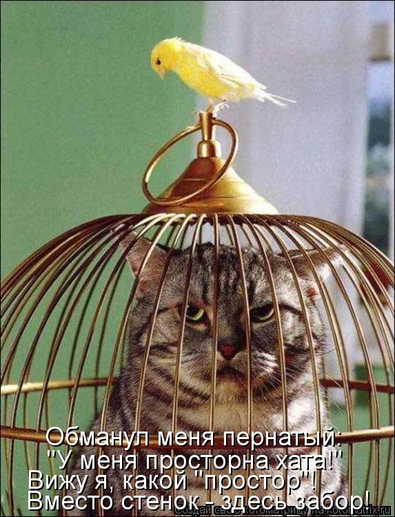 Обманул меня пернатый: "У меня просторна хата!" Вместо стенок - здесь забор! Вижу я, какой "простор"!... Котоматрица: Обманул меня пернатый: "У меня просторна хата!" Вместо стенок - здесь забор! Вижу я, какой "простор"!