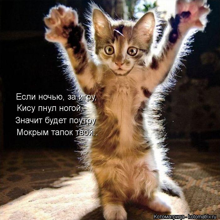 Если ночью, за игру, Кису пнул ногой, Значит будет поутру Мокрым тапок твой..... Котоматрица: Если ночью, за игру, Кису пнул ногой, Значит будет поутру Мокрым тапок твой..