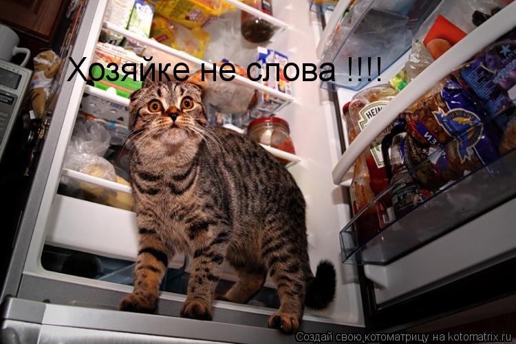 Хозяйке не слова !!!!... Котоматрица: Хозяйке не слова !!!!