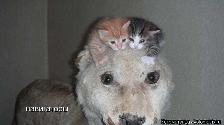 навигаторы... Котоматрица: навигаторы