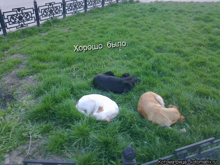 Хорошо было.... Котоматрица: Хорошо было.