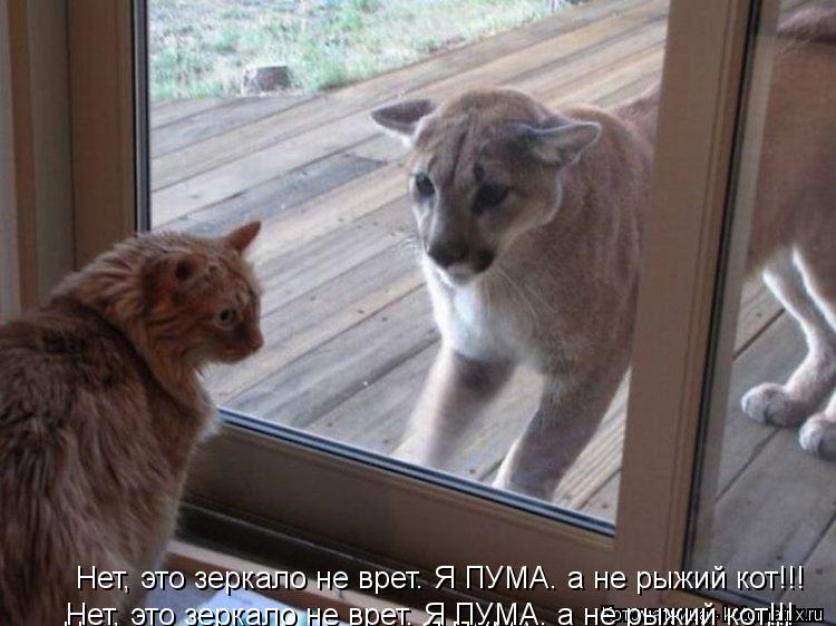 Нет, это зеркало не врет. Я ПУМА. а не рыжий кот!!! Нет, это зеркало не врет. Я ПУМА. а не рыжий кот!... Котоматрица: Нет, это зеркало не врет. Я ПУМА. а не рыжий кот!!! Нет, это зеркало не врет. Я ПУМА. а не рыжий кот!!! Нет, это зеркало не врет. Я ПУМА. а не рыжий ко