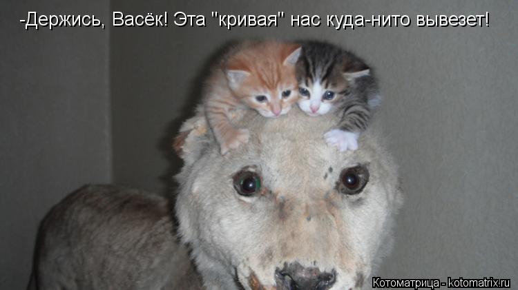 -Держись, Васёк! Эта "кривая" нас куда-нито вывезет!... Котоматрица: -Держись, Васёк! Эта "кривая" нас куда-нито вывезет!
