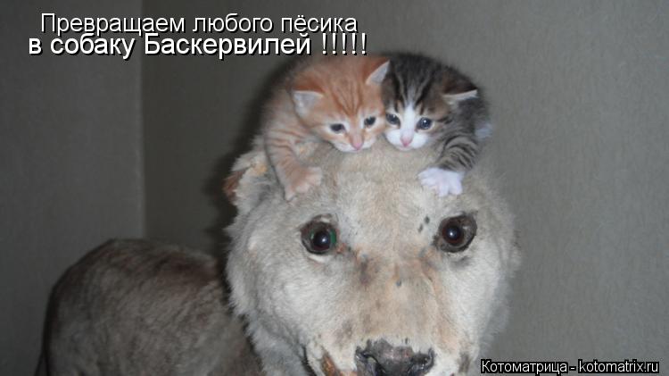 Превращаем любого пёсика в собаку Баскервилей !!!!!... Котоматрица: Превращаем любого пёсика в собаку Баскервилей !!!!!
