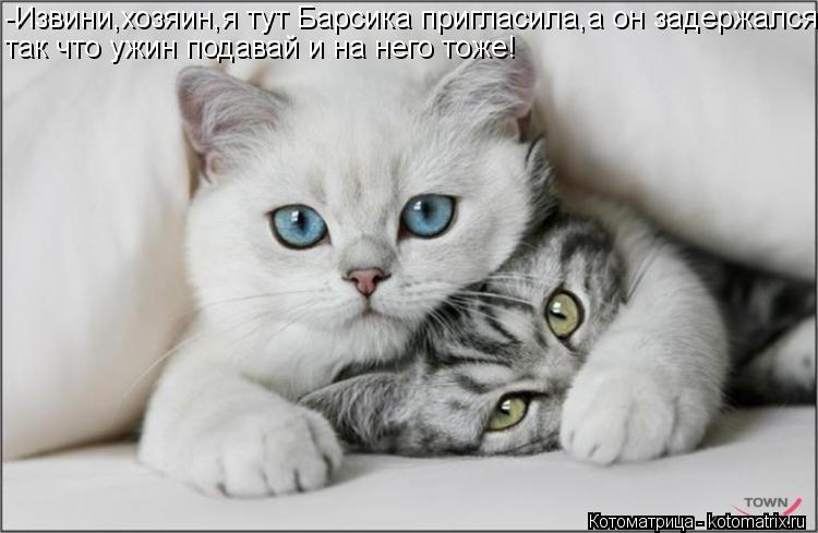 -Извини,хозяин,я тут Барсика пригласила,а он задержался, так что ужин подавай и на него тоже!... Котоматрица: -Извини,хозяин,я тут Барсика пригласила,а он задержался, так что ужин подавай и на него тоже!