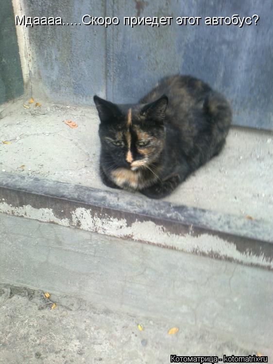 Мдаааа.....Скоро приедет этот автобус?... Котоматрица: Мдаааа.....Скоро приедет этот автобус?