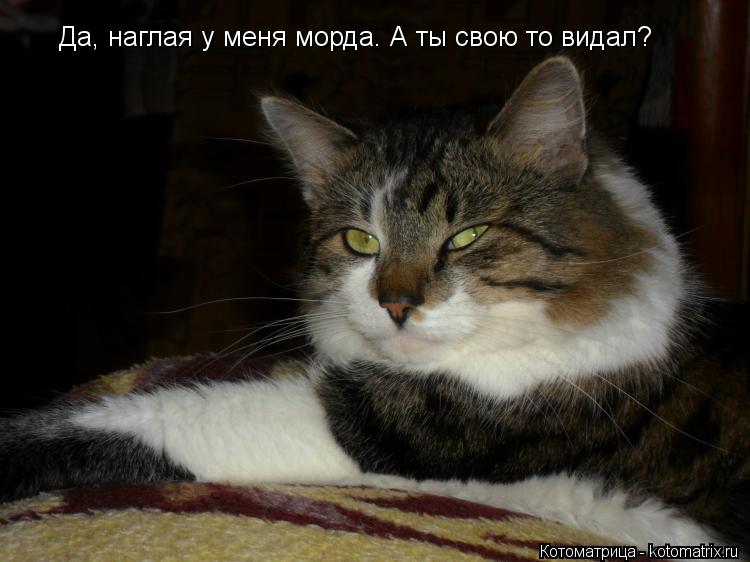 Да, наглая у меня морда. А ты свою то видал?... Котоматрица: Да, наглая у меня морда. А ты свою то видал?