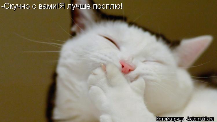 -Скучно с вами!Я лучше посплю!... Котоматрица: -Скучно с вами!Я лучше посплю!