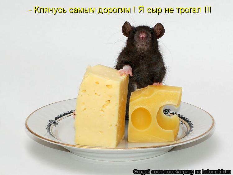 - Клянусь самым дорогим ! Я сыр не трогал !!!... Котоматрица: - Клянусь самым дорогим ! Я сыр не трогал !!!