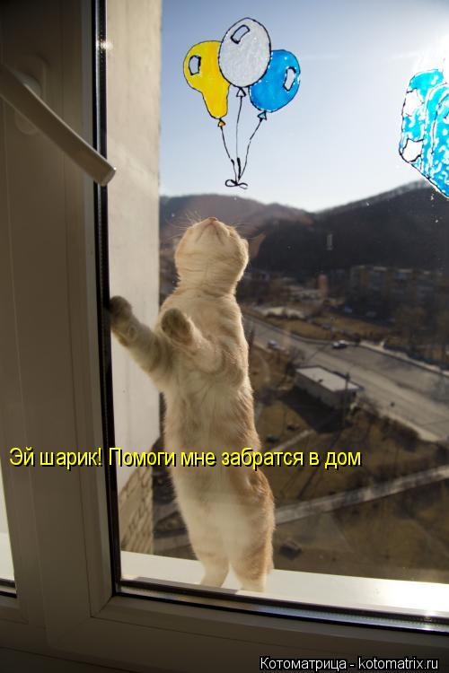 Эй шарик! Помоги мне забратся в дом... Котоматрица: Эй шарик! Помоги мне забратся в дом