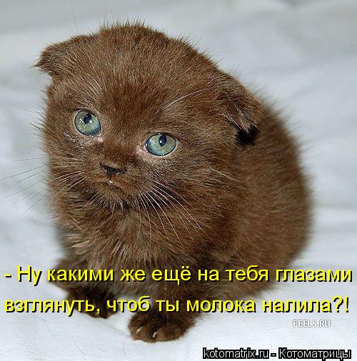 - Ну какими же ещё на тебя глазами взглянуть, чтоб ты молока налила?!... Котоматрица: - Ну какими же ещё на тебя глазами взглянуть, чтоб ты молока налила?!
