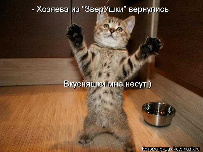 - Хозяева из "ЗверУшки" вернулись Вкусняшки мне несут )... Котоматрица: - Хозяева из "ЗверУшки" вернулись Вкусняшки мне несут )