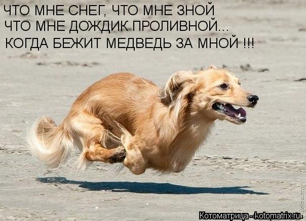 ЧТО МНЕ СНЕГ, ЧТО МНЕ ЗНОЙ ЧТО МНЕ ДОЖДИК ПРОЛИВНОЙ... КОГДА БЕЖИТ МЕДВЕДЬ ЗА МНОЙ !!!... Котоматрица: ЧТО МНЕ СНЕГ, ЧТО МНЕ ЗНОЙ ЧТО МНЕ ДОЖДИК ПРОЛИВНОЙ... КОГДА БЕЖИТ МЕДВЕДЬ ЗА МНОЙ !!!