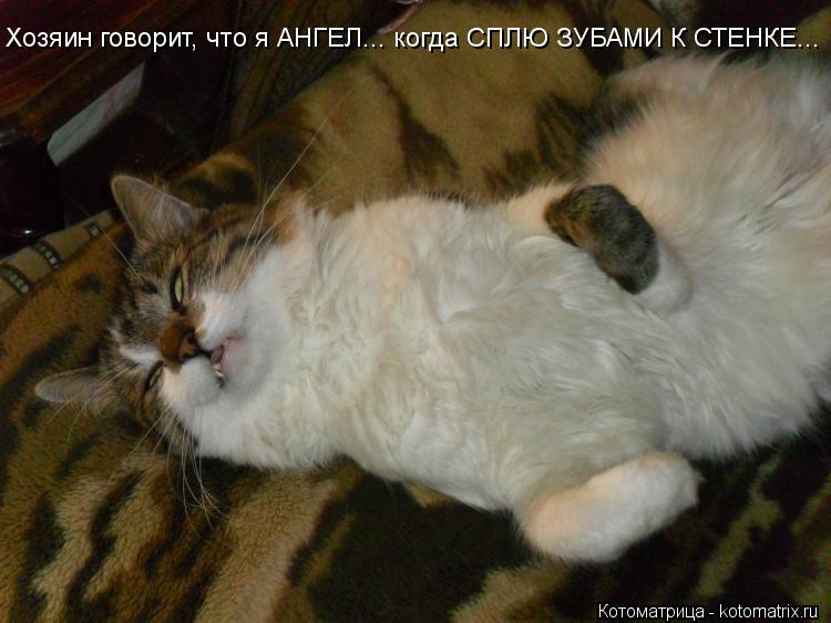 Хозяин говорит, что я АНГЕЛ... когда СПЛЮ ЗУБАМИ К СТЕНКЕ... Хозяин говорит, что я АНГЕЛ... когда СПЛ... Котоматрица: Хозяин говорит, что я АНГЕЛ... когда СПЛЮ ЗУБАМИ К СТЕНКЕ... Хозяин говорит, что я АНГЕЛ... когда СПЛЮ ЗУБАМИ К СТЕНКЕ...