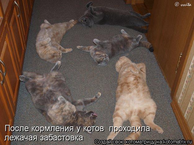 После кормления у котов проходила лежачая забастовка... Котоматрица: После кормления у котов проходила лежачая забастовка