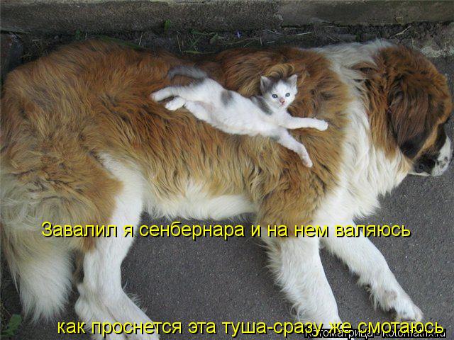 Завалил я сенбернара и на не валяюсь Завалил я сенбернара и на нем валяюсь как проснется эта туша-сра... Котоматрица: Завалил я сенбернара и на не валяюсь Завалил я сенбернара и на нем валяюсь как проснется эта туша-сразу же смотаюсь