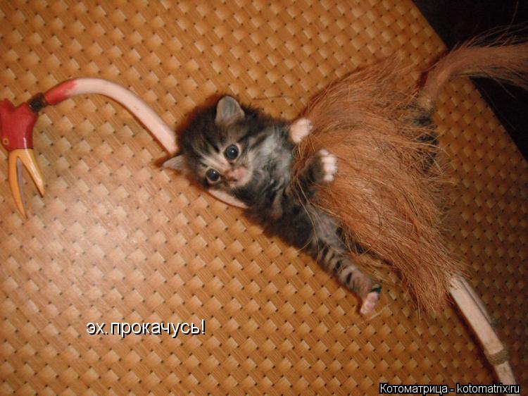 эх.прокачусь!... Котоматрица: эх.прокачусь!
