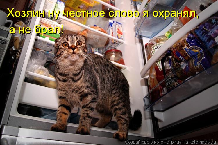 Хозяин ну честное слово я охранял, а не брал!... Котоматрица: Хозяин ну честное слово я охранял, а не брал!