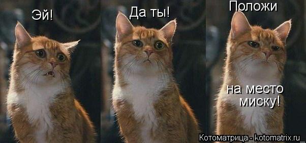 Эй! Да ты! Положи на место миску!... Котоматрица: Эй! Да ты! Положи на место миску!