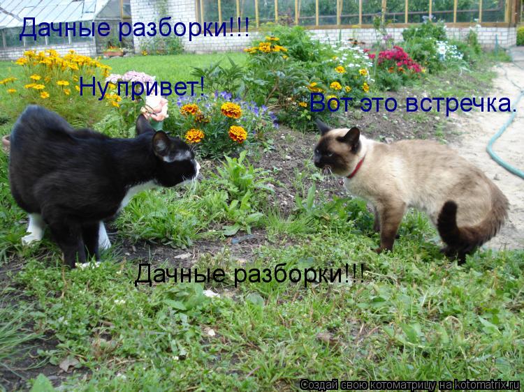 Дачные разборки!!! Дачные разборки!!! Вот это встречка. Ну привет!... Котоматрица: Дачные разборки!!! Дачные разборки!!! Вот это встречка. Ну привет!