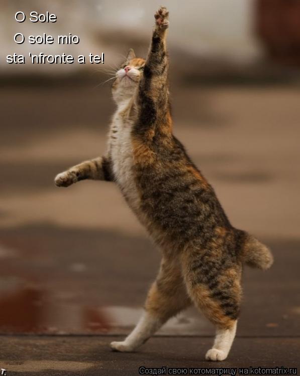 O Sole O sole mio sta 'nfronte a te!... Котоматрица: O Sole O sole mio sta 'nfronte a te!