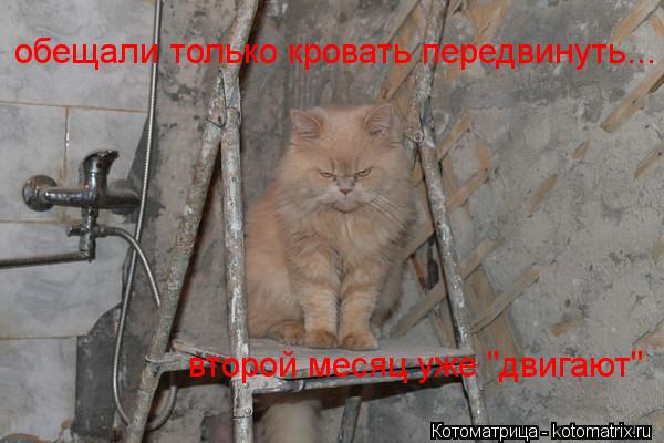 обещали только кровать передвинуть... второй месяц уже "двигают"... Котоматрица: обещали только кровать передвинуть... второй месяц уже "двигают"