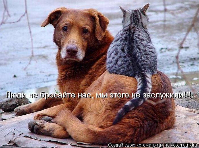 Люди не бросайте нас, мы этого не заслужили!!!... Котоматрица: Люди не бросайте нас, мы этого не заслужили!!!