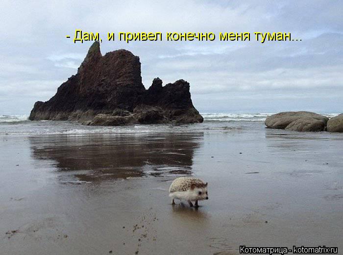 - Дам, и привел конечно меня туман...... Котоматрица: - Дам, и привел конечно меня туман...
