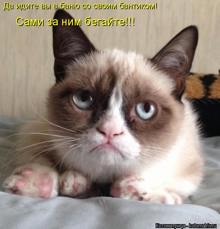 Да идите вы в баню со своим бантиком! Сами за ним бегайте!!!... Котоматрица: Да идите вы в баню со своим бантиком! Сами за ним бегайте!!!
