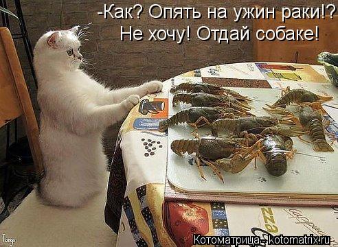 -Как? Опять на ужин раки!? Не хочу! Отдай собаке!... Котоматрица: -Как? Опять на ужин раки!? Не хочу! Отдай собаке!