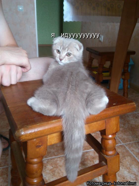 я идууууууууу... Котоматрица: я идууууууууу
