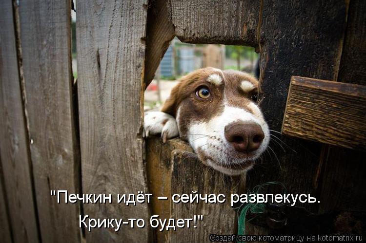 "Печкин идёт – сейчас развлекусь. Крику-то будет!"... Котоматрица: "Печкин идёт – сейчас развлекусь. Крику-то будет!"