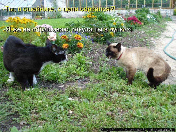 -Ты, в ошейнике, с цепи сорвался?! -Я же не спрашиваю, откуда ты в чулках!... Котоматрица: -Ты, в ошейнике, с цепи сорвался?! -Я же не спрашиваю, откуда ты в чулках!