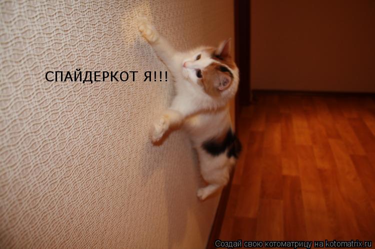 СПАЙДЕРКОТ Я!!!... Котоматрица: СПАЙДЕРКОТ Я!!!