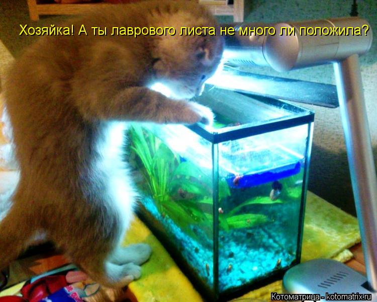 Хозяйка! А ты лаврового листа не много ли положила?... Котоматрица: Хозяйка! А ты лаврового листа не много ли положила?