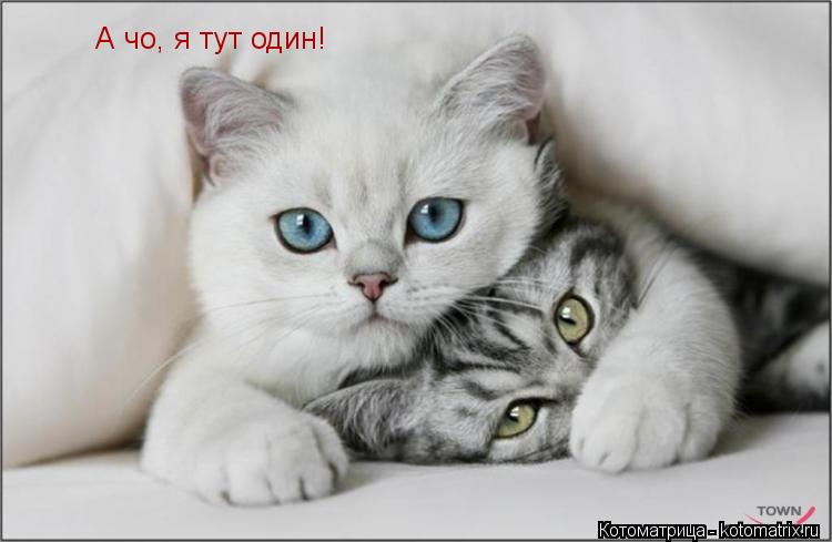 А чо, я тут один!... Котоматрица: А чо, я тут один!