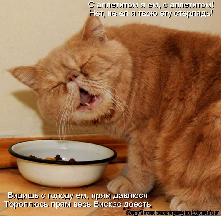 С аппетитом я ем, с аппетитом! Нет, не ел я твою эту стерлядь! Видишь с голоду ем, прям давлюся Тороп... Котоматрица: С аппетитом я ем, с аппетитом! Нет, не ел я твою эту стерлядь! Видишь с голоду ем, прям давлюся Тороплюсь прям весь Вискас доесть