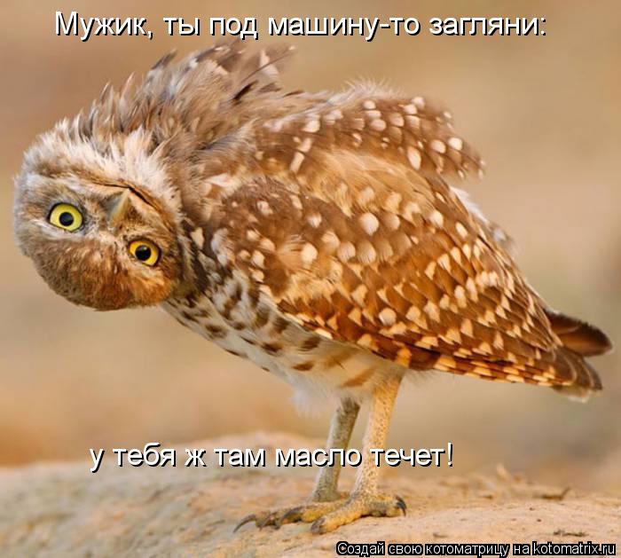 Мужик, ты под машину-то загляни: у тебя ж там масло течет!... Котоматрица: Мужик, ты под машину-то загляни: у тебя ж там масло течет!