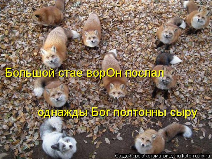 Большой стае ворОн послал однажды Бог полтонны сыру... Котоматрица: Большой стае ворОн послал однажды Бог полтонны сыру