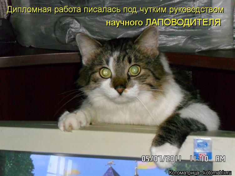 Дипломная работа писалась под чутким руководством научного ЛАПОВОДИТЕЛЯ... Котоматрица: Дипломная работа писалась под чутким руководством научного ЛАПОВОДИТЕЛЯ