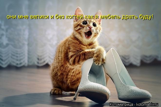 Котоматрица: они мне велики и без когтей как я мебель драть буду!