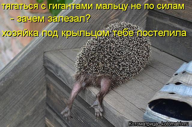 тягаться с гигантами мальцу не по силам - зачем залезал? хозяйка под крыльцом тебе постелила... Котоматрица: тягаться с гигантами мальцу не по силам - зачем залезал? хозяйка под крыльцом тебе постелила