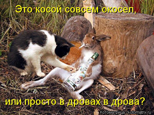 Котоматрица: Это косой совсем окосел, или просто в дровах в дрова?