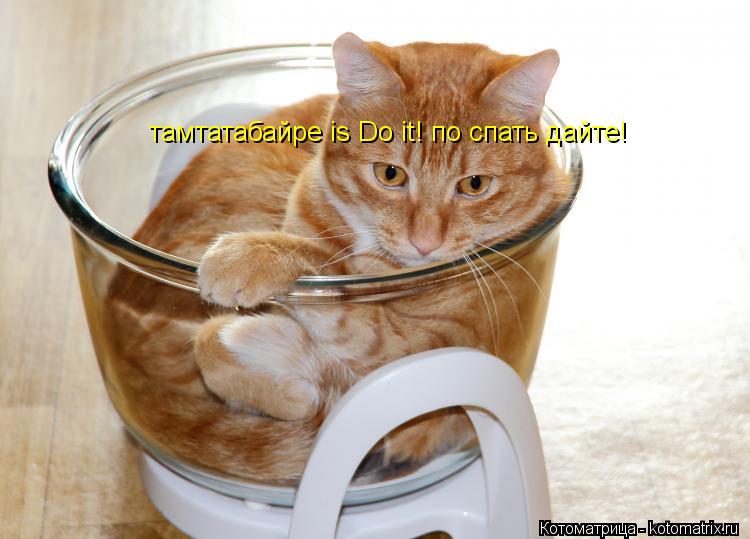тамтатабайре is Do it! по спать дайте!... Котоматрица: тамтатабайре is Do it! по спать дайте!