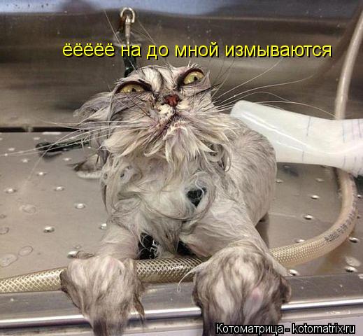 ёёёёё на до мной измываются... Котоматрица: ёёёёё на до мной измываются