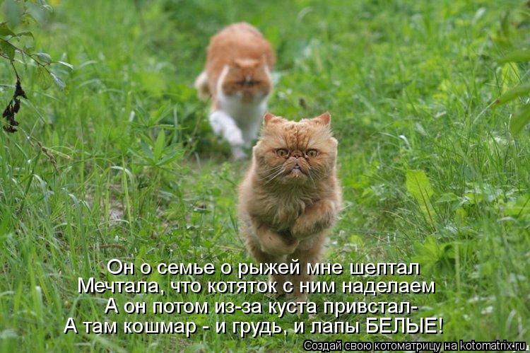 Котоматрица: Он о семье о рыжей мне шептал Мечтала, что котяток с ним наделаем А он потом из-за куста привстал- А там кошмар - и грудь, и лапы БЕЛЫЕ!