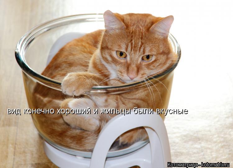 вид конечно хороший и жильцы были вкусные... Котоматрица: вид конечно хороший и жильцы были вкусные
