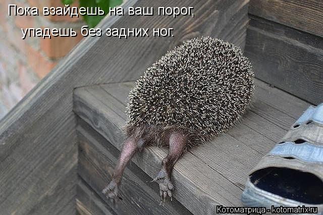 Пока взайдешь на ваш порог, упадешь без задних ног.... Котоматрица: Пока взайдешь на ваш порог, упадешь без задних ног.
