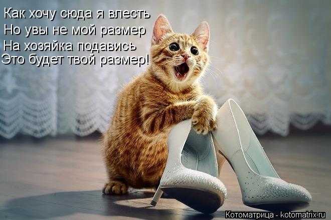 Как хочу сюда я влесть Но увы не мой размер На хозяйка подавис ь Это будет твой размер!... Котоматрица: Как хочу сюда я влесть Но увы не мой размер На хозяйка подавис ь Это будет твой размер!